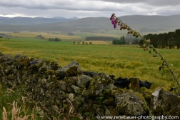2014_Scotland_Highlands-21